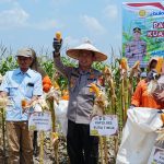 Kapolres Kutai Timur AKBP Aryansyah Panen Raya Jagung Muara Wahau