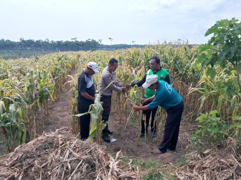 Produktivitas Jagung Manggis Jadi Perhatian, Polsek Ngancar Turun ke Lahan
